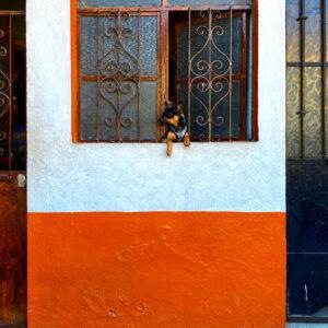 Chihuahua In Window