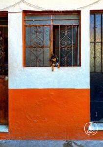 Chihuahua In Window