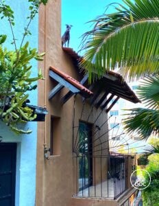 Dog On Roof