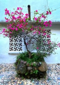 Flowering Tree 1
